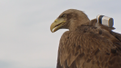 eagle-with-cam-on-back-nahled1.png